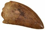 Serrated, Carcharodontosaurus Tooth - Real Dinosaur Tooth #241381-1